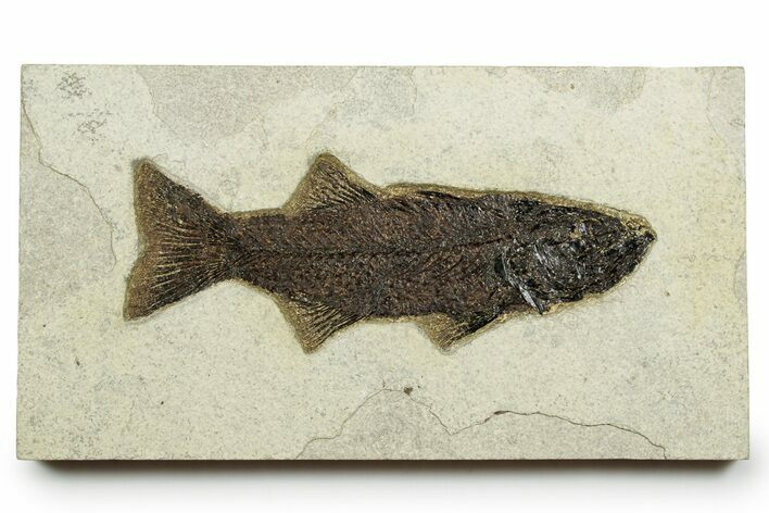 Uncommon Fish Fossil (Mioplosus) - Wyoming #370873